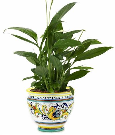 RAFFAELLESCO: Luxury Cachepot Planter LG - DERUTA OF ITALY